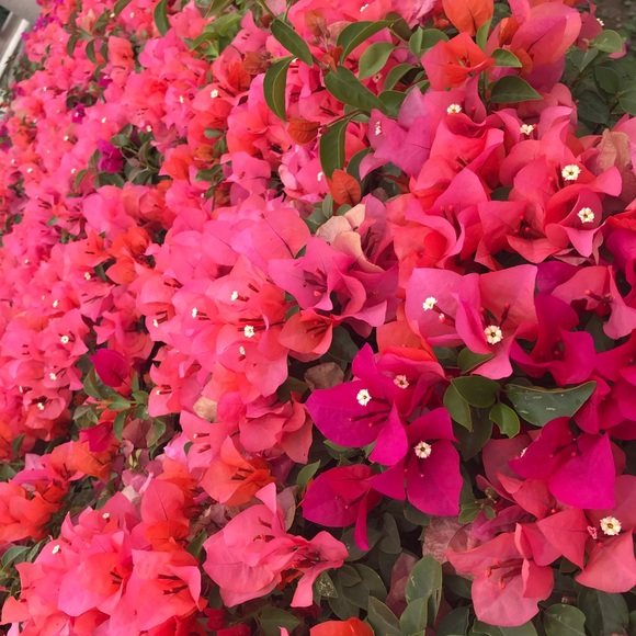 🎉🌈posh ambassador🌈🎉 - Picture 5 of 7